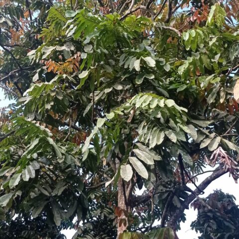Pohon Matoa