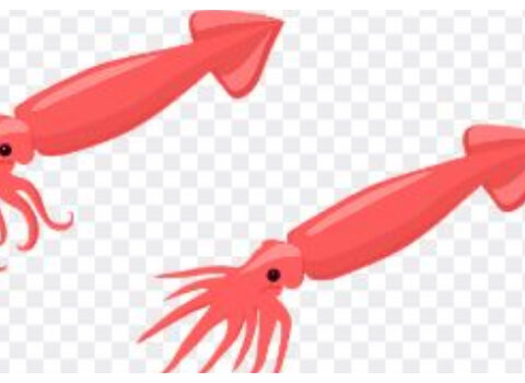 Ilustrasi tips cara membersihkan cumi agar tidak bau amis, (Foto: Pixabay.com).