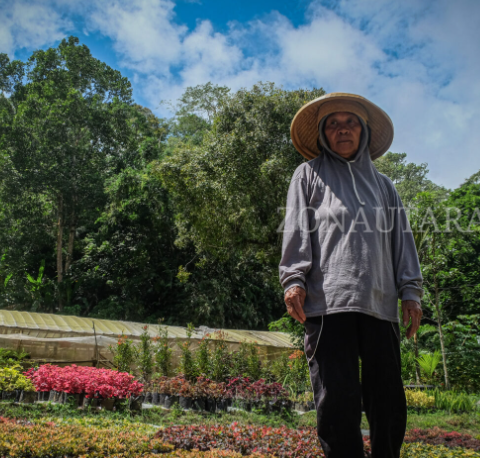 Semangat Tak Kenal Lelah Beti Sirigan: Petani Bunga yang Menebar Keindahan dari Kakaskasen 2, (Foto: ZONAUTARA.com/Yegar Sahaduta).