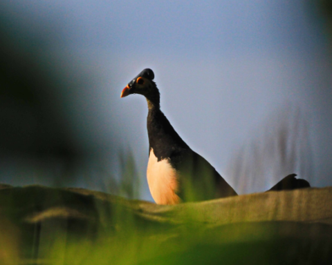 Seekor burung Maleo (Macrocephalon maleo) sedang mengamati sekelilingnya saat datang ke nesting ground di Tanjung Binerean. Maleo sangat sensitif dengan kehadiran manusia dan predator. (Foto: Ronny Adolof Buol)