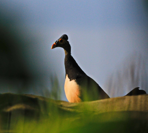 Seekor burung Maleo (Macrocephalon maleo) sedang mengamati sekelilingnya saat datang ke nesting ground di Tanjung Binerean. Maleo sangat sensitif dengan kehadiran manusia dan predator. (Foto: Ronny Adolof Buol)