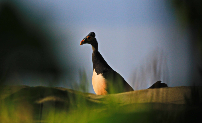 Seekor burung Maleo (Macrocephalon maleo) sedang mengamati sekelilingnya saat datang ke nesting ground di Tanjung Binerean. Maleo sangat sensitif dengan kehadiran manusia dan predator. (Foto: Ronny Adolof Buol)