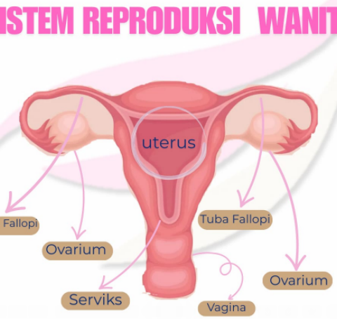 Ilustrasi sistem reproduksi wanita.