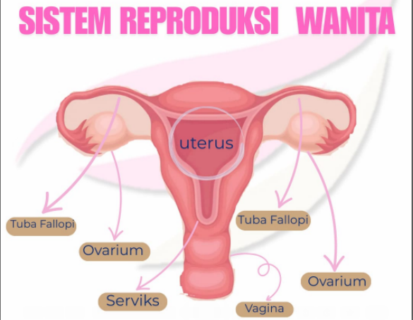 Ilustrasi sistem reproduksi wanita.