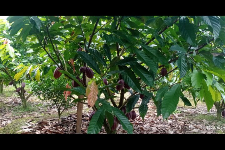 Kebun kakao Sisil