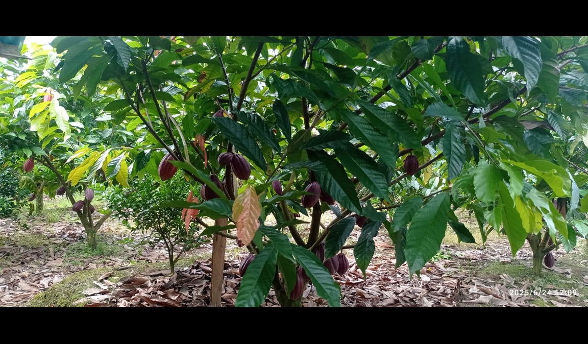 Kebun kakao Sisil