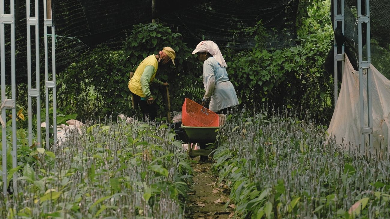 alih fungsi lahan